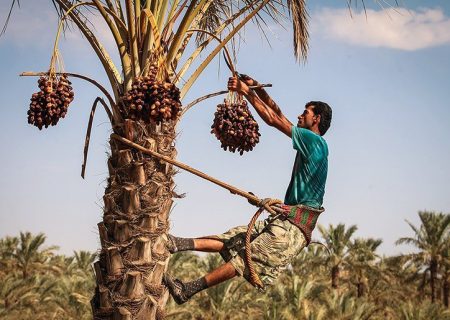 برداشت خرما در رودان با پیش‌بینی تولید ۳۴ هزار تن آغاز شد