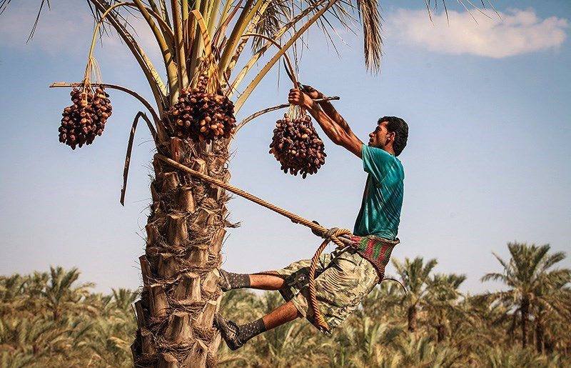 برداشت خرما در رودان با پیش‌بینی تولید ۳۴ هزار تن آغاز شد