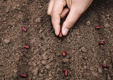 پیش‌بینی برداشت یک‌هزار و ۲۰۰ تن محصولات تابستانه از ۳۵۰ هکتار اراضی رودخانه